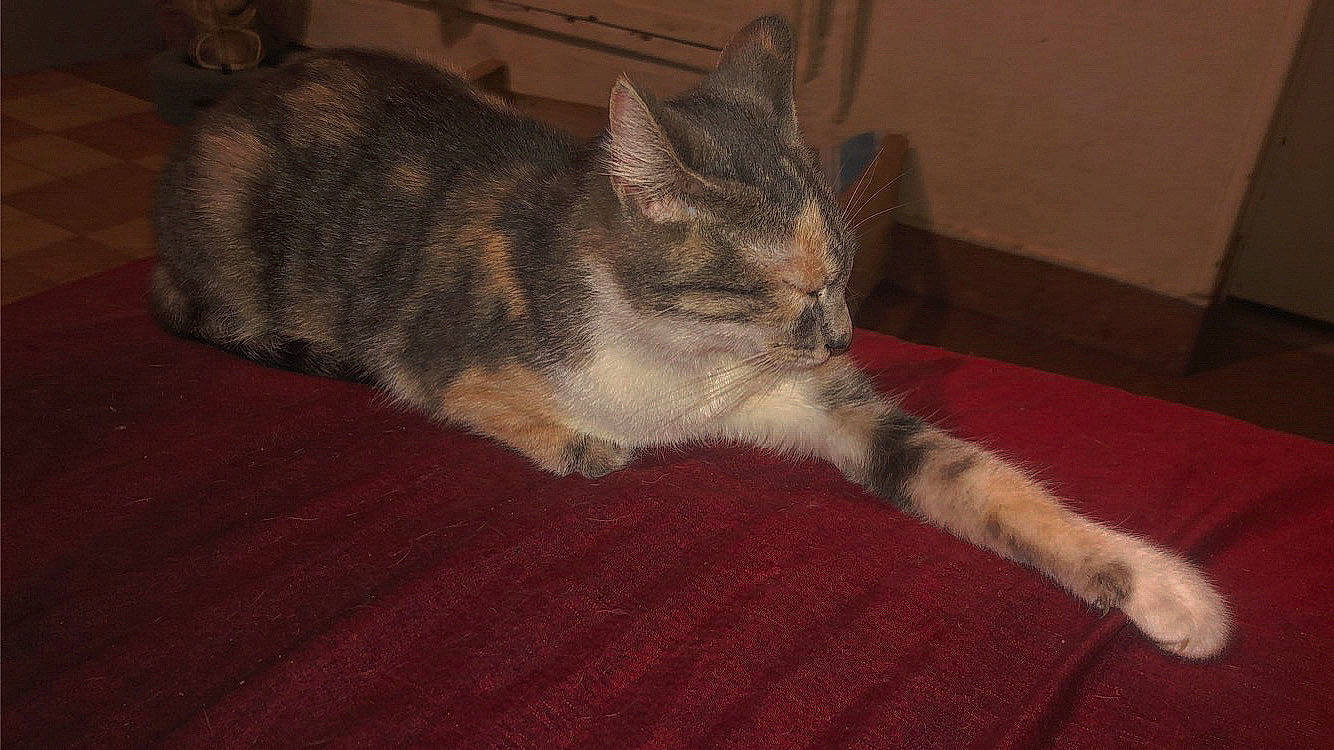 Nala a rejoint le concours — aidez-le/la à gagner de superbes lots ! canidae, carnivore, carpet, cat, claw, comfort, domestic_short_haired_cat, felidae, flooring, fur, hardwood, paw, small_to_medium_sized_cats, snout, tail, terrestrial_animal, whiskers, wildlife, wood, wood_flooring