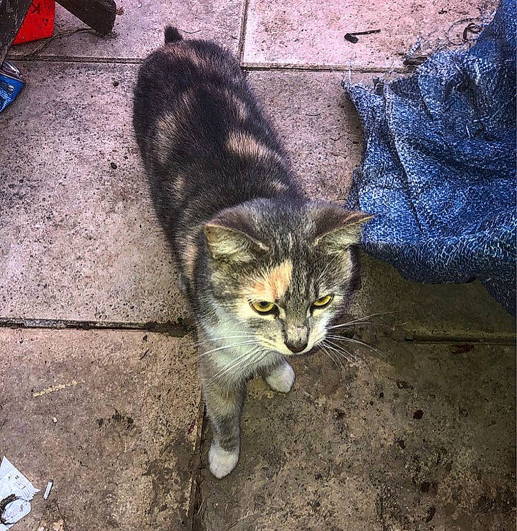 Nala participe au concours pour gagner de l'argent avec cette photo : asphalt, carnivore, cat, claw, domestic_short_haired_cat, eye, felidae, fur, grass, human_leg, paw, road_surface, sidewalk, small_to_medium_sized_cats, snout, tail, terrestrial_animal, whiskers, wildlife, window