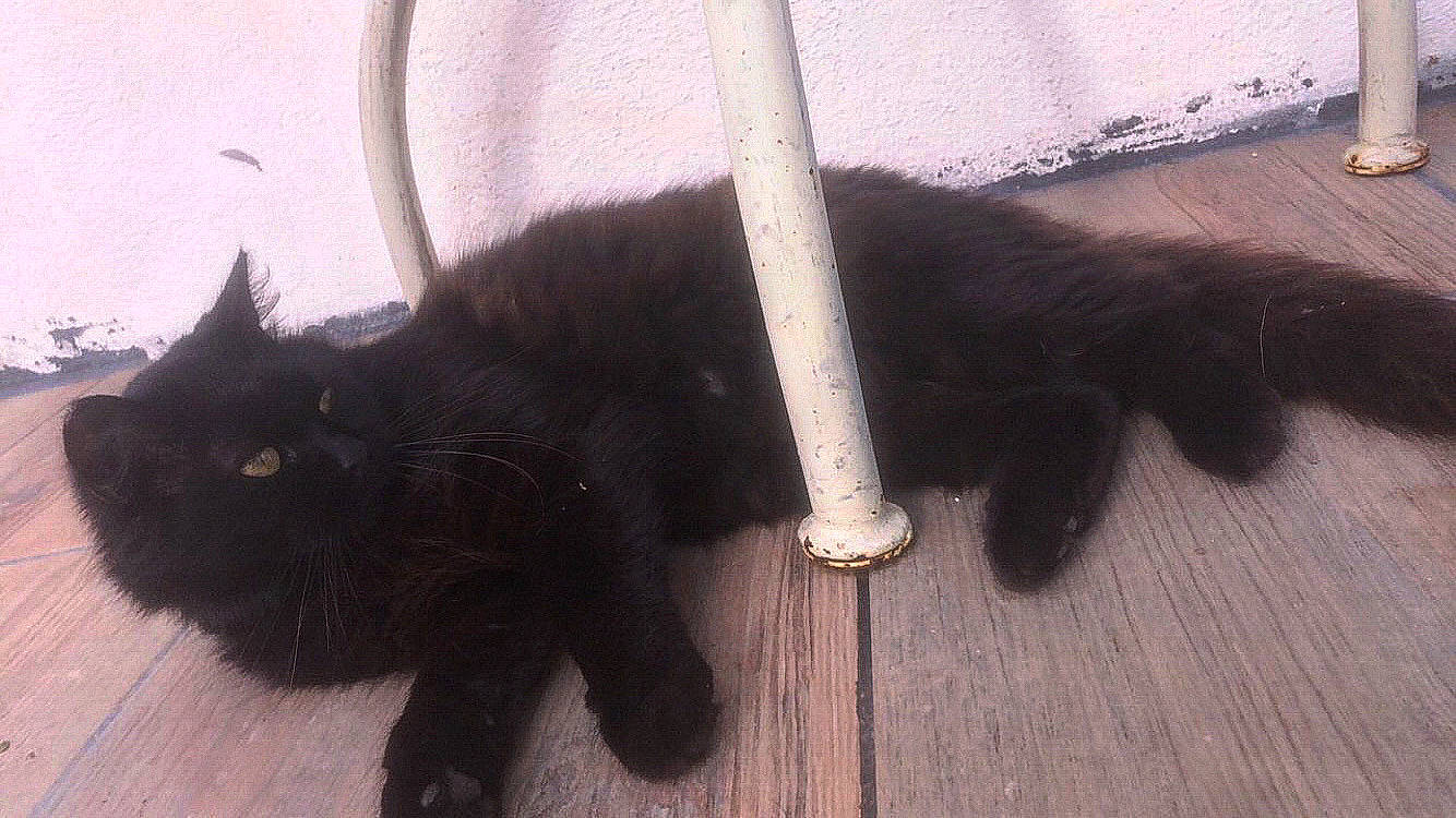 Tiana participe au concours pour gagner de l'argent avec cette photo : black_cat, bombay, carnivore, cat, claw, dog_breed, domestic_short_haired_cat, felidae, flooring, fur, hardwood, mammal, natural_material, small_to_medium_sized_cats, snout, tail, terrestrial_animal, whiskers, wood