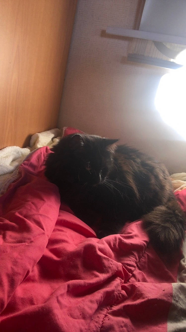 Tiana a rejoint le concours — aidez-le/la à gagner de superbes lots ! bed, bedding, bedroom, black_cat, carnivore, cat, comfort, companion_dog, dog_breed, felidae, fur, grey, linens, magenta, room, small_to_medium_sized_cats, tail, tints_and_shades, whiskers, wood