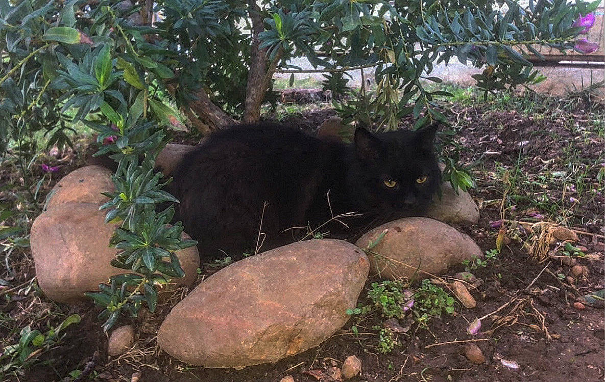 Tiana a rejoint le concours — aidez-le/la à gagner de superbes lots ! black_cat, bombay, carnivore, cat, domestic_short_haired_cat, felidae, grass, groundcover, landscape, plant, shrub, small_to_medium_sized_cats, soil, tail, terrestrial_animal, tints_and_shades, tree, whiskers, wildlife, wood