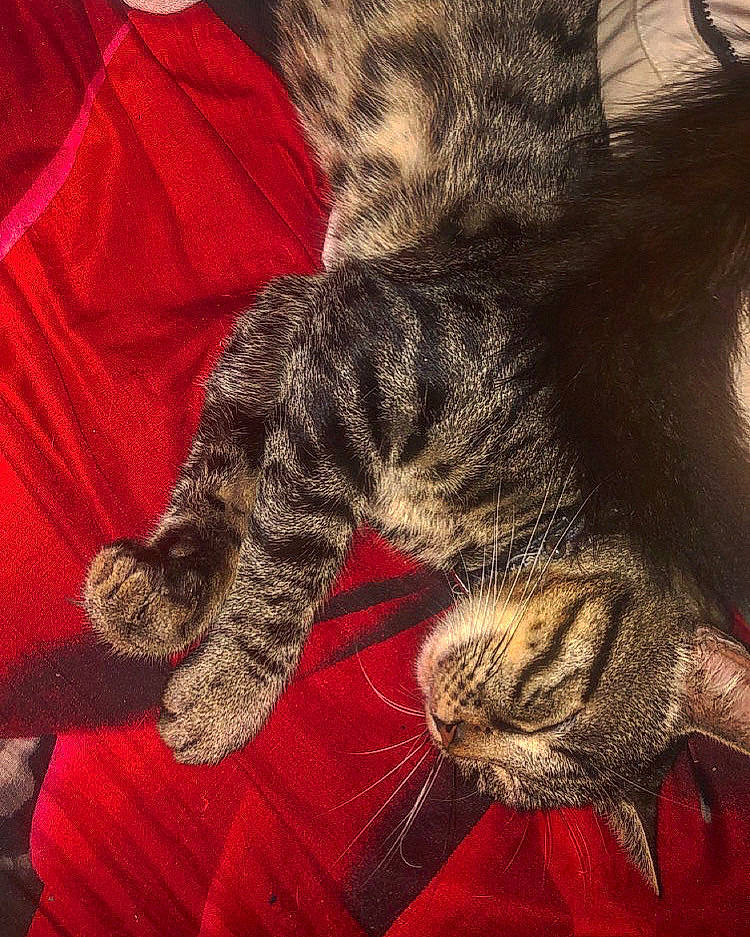 Tigrou a rejoint le concours — aidez-le/la à gagner de superbes lots ! carmine, carnivore, cat, claw, comfort, domestic_short_haired_cat, felidae, fur, grey, human_leg, nap, pattern, paw, small_to_medium_sized_cats, tail, terrestrial_animal, whiskers