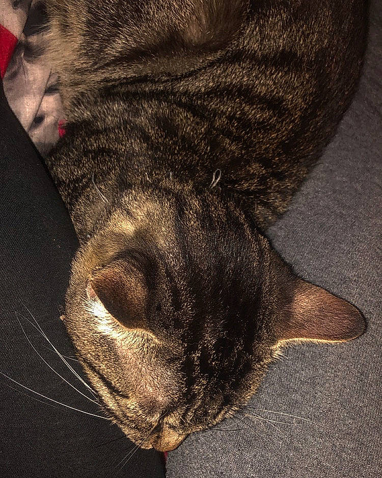 Tigrou a rejoint le concours — aidez-le/la à gagner de superbes lots ! canidae, carnivore, cat, claw, comfort, dog_breed, domestic_short_haired_cat, felidae, foot, grey, human_leg, paw, small_to_medium_sized_cats, snout, sporting_group, tail, terrestrial_animal, whiskers, working_animal, wrinkle