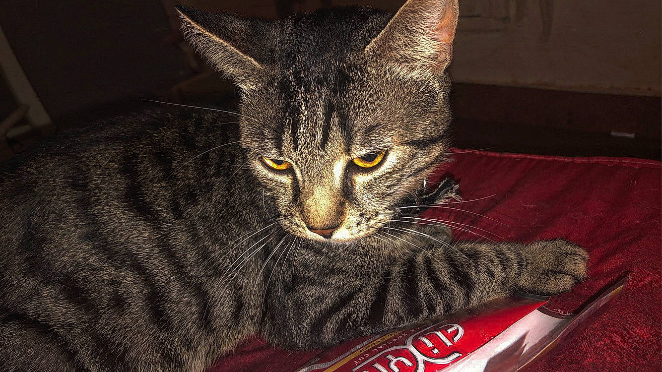Tigrou participe au concours pour gagner de l'argent avec cette photo : box, carbonated_soft_drinks, carmine, carnivore, cat, cat_supply, claw, coca_cola, cola, domestic_short_haired_cat, drink, felidae, fur, paw, small_to_medium_sized_cats, snout, soft_drink, terrestrial_animal, tin_can, whiskers