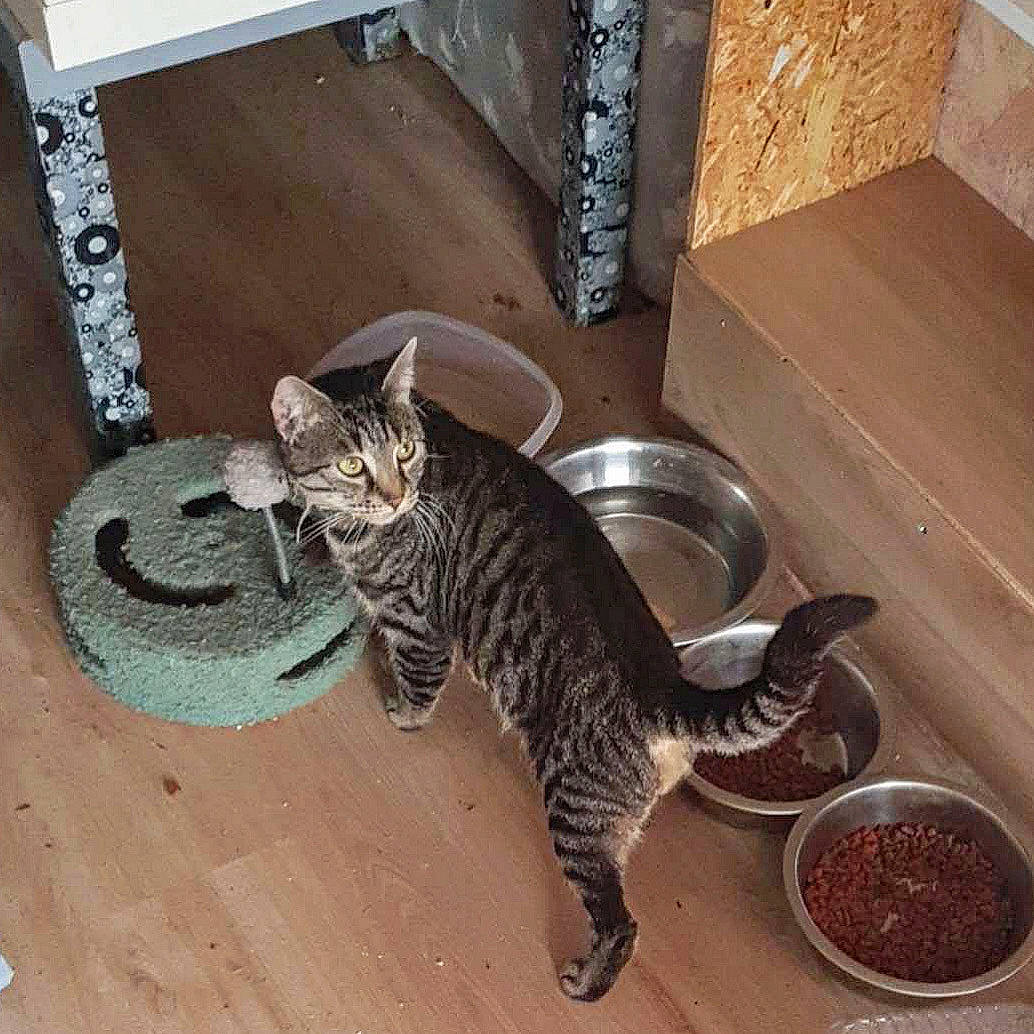 Tigrou participe au concours pour gagner de l'argent avec cette photo : carnivore, cat, domestic_short_haired_cat, felidae, floor, flooring, fur, hardwood, mammal, metal, paw, pet_food, sitting, small_to_medium_sized_cats, snout, tail, terrestrial_animal, whiskers, window, wood