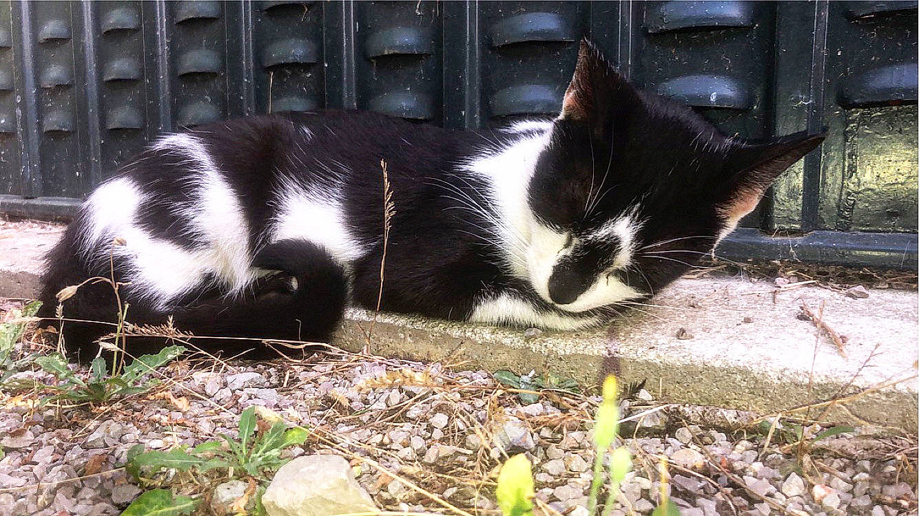 Félixya participe au concours pour gagner de l'argent avec cette photo : carnivore, cat, comfort, domestic_short_haired_cat, eye, felidae, fur, grass, monochrome_photography, paw, photo_caption, plant, small_to_medium_sized_cats, snout, tail, terrestrial_animal, tints_and_shades, tree, whiskers, window