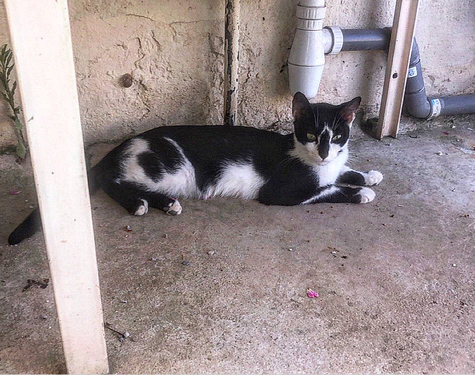 Félixya participe au concours pour gagner de l'argent avec cette photo : art, carnivore, cat, domestic_short_haired_cat, felidae, fur, grass, grey, monochrome_photography, paw, road, road_surface, shadow, sitting, small_to_medium_sized_cats, snout, street, tail, terrestrial_animal, whiskers