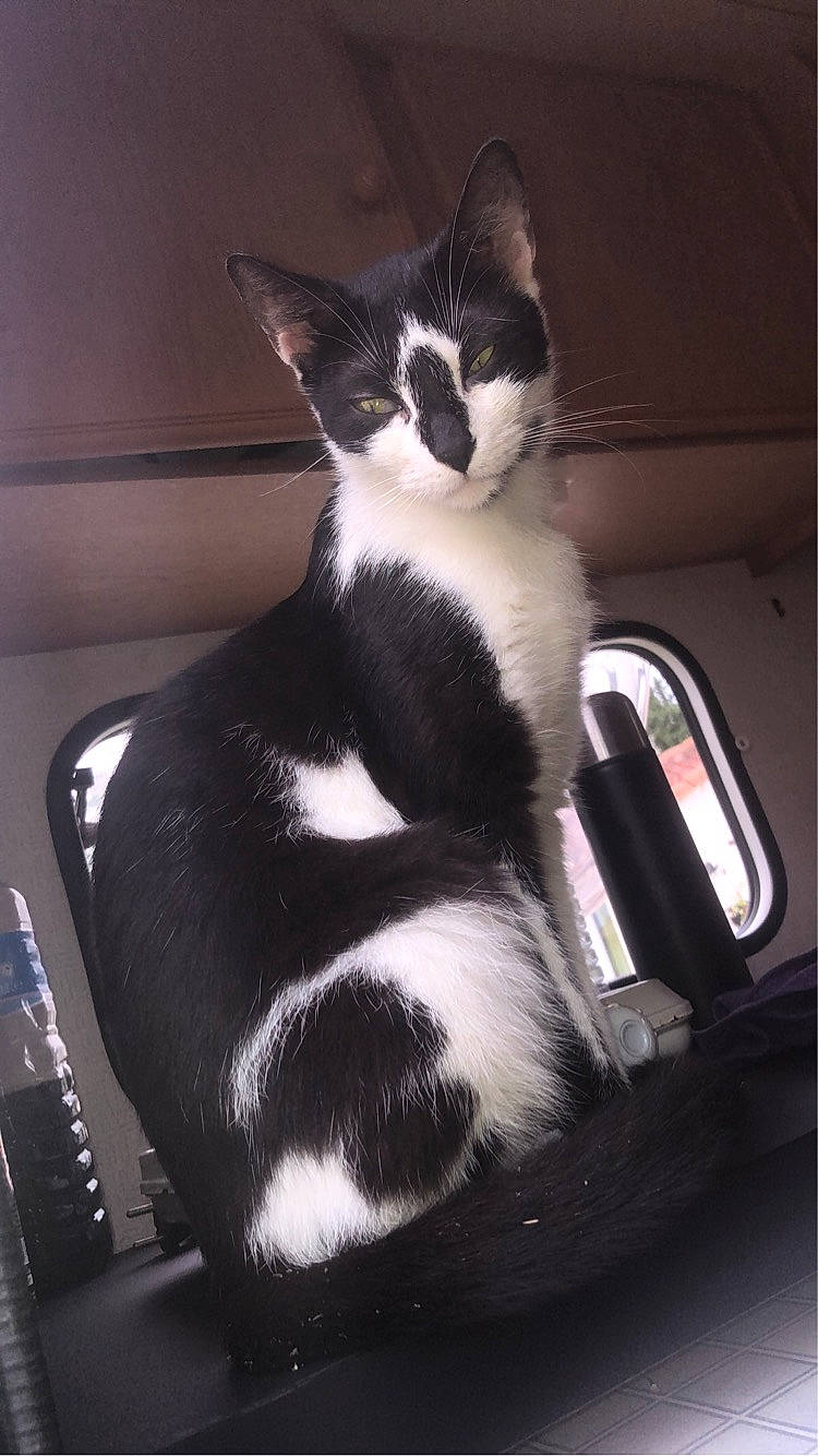 Félixya a rejoint le concours — aidez-le/la à gagner de superbes lots ! automotive_design, automotive_lighting, carnivore, cat, claw, comfort, darkness, domestic_short_haired_cat, felidae, formal_wear, fur, monochrome_photography, paw, sitting, small_to_medium_sized_cats, snout, tail, terrestrial_animal, whiskers, windshield