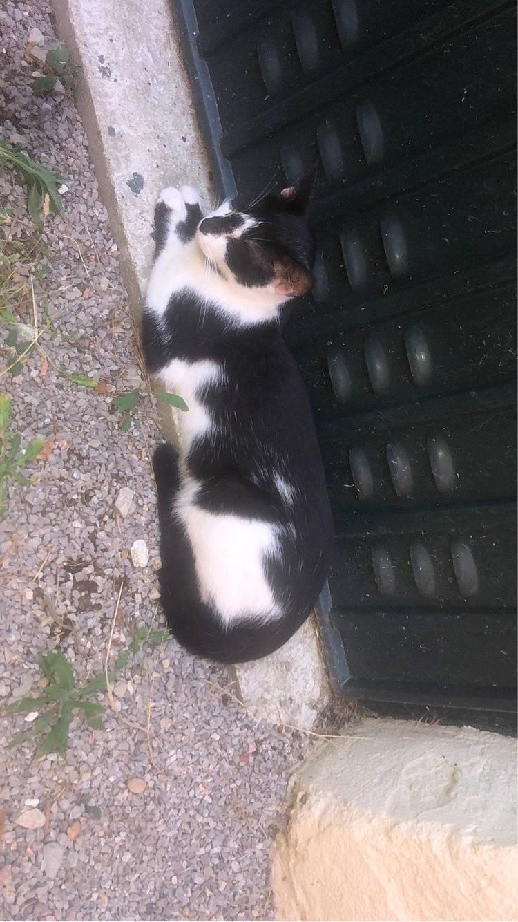 Félixya participe au concours pour gagner de l'argent avec cette photo : carnivore, cat, claw, dog_breed, felidae, foot, fur, gas, grass, paw, small_to_medium_sized_cats, snout, soil, tail, terrestrial_animal, whiskers