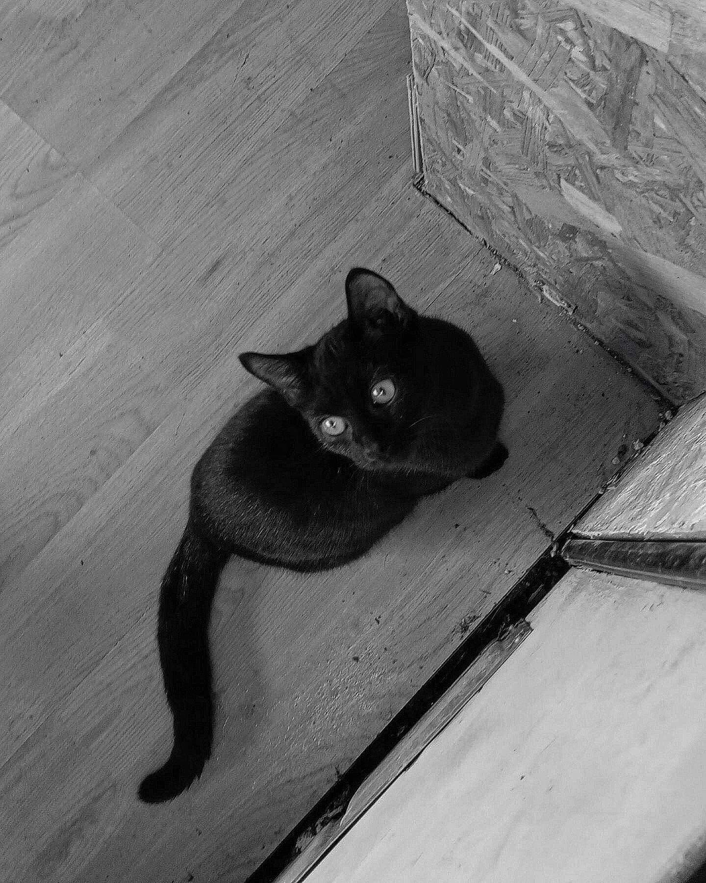 Kaya participe au concours pour gagner de l'argent avec cette photo : black_cat, bombay, carnivore, cat, domestic_short_haired_cat, felidae, flooring, fur, grey, hardwood, monochrome, monochrome_photography, paw, shadow, sitting, small_to_medium_sized_cats, tail, whiskers, wood