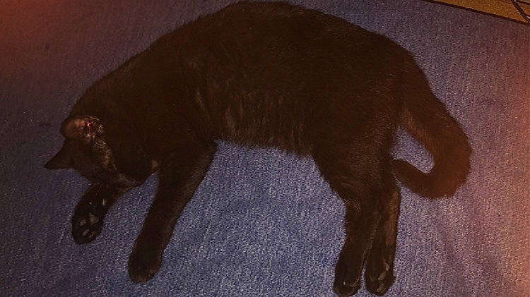 Kaya a rejoint le concours — aidez-le/la à gagner de superbes lots ! big_cats, black_cat, canidae, carnivore, claw, companion_dog, dog_breed, fawn, felidae, flooring, fur, liver, small_to_medium_sized_cats, snout, sporting_group, tail, terrestrial_animal, whiskers, wildlife, working_animal