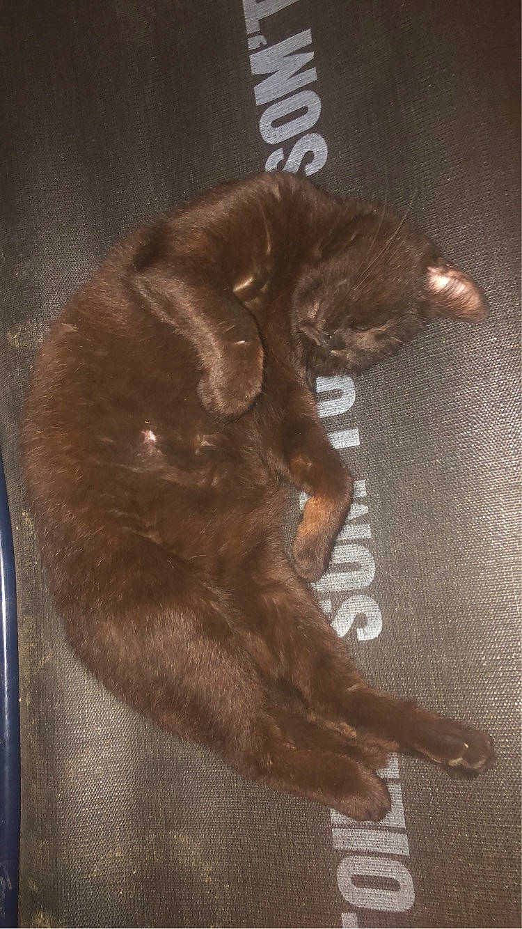 Kaya participe au concours pour gagner de l'argent avec cette photo : black_cat, brown, carnivore, cat, comfort, dog_breed, domestic_short_haired_cat, fawn, felidae, flooring, fur, gesture, hardwood, liver, small_to_medium_sized_cats, snout, sporting_group, tail, whiskers, wood