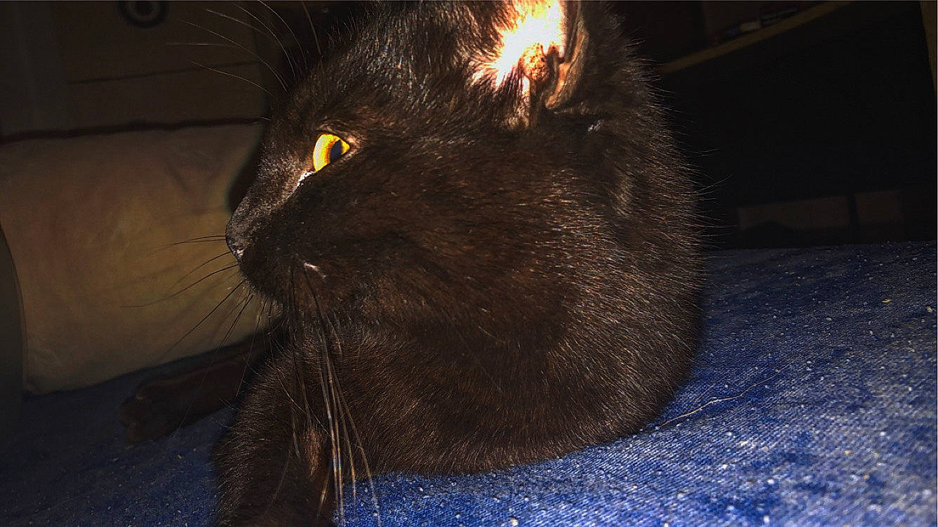 Kaya a rejoint le concours — aidez-le/la à gagner de superbes lots ! black_cat, bombay, carnivore, cat, claw, darkness, domestic_short_haired_cat, electric_blue, eye, felidae, fur, midnight, paw, shadow, sky, small_to_medium_sized_cats, snout, tail, terrestrial_animal, whiskers