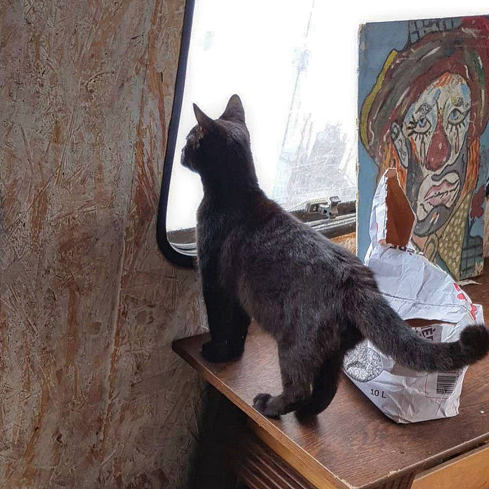 Baloo participe au concours pour gagner de l'argent avec cette photo : art, bombay, canidae, carnivore, cat, domestic_short_haired_cat, felidae, flooring, fur, painting, plant, sitting, small_to_medium_sized_cats, sporting_group, table, tail, visual_arts, whiskers, window, wood