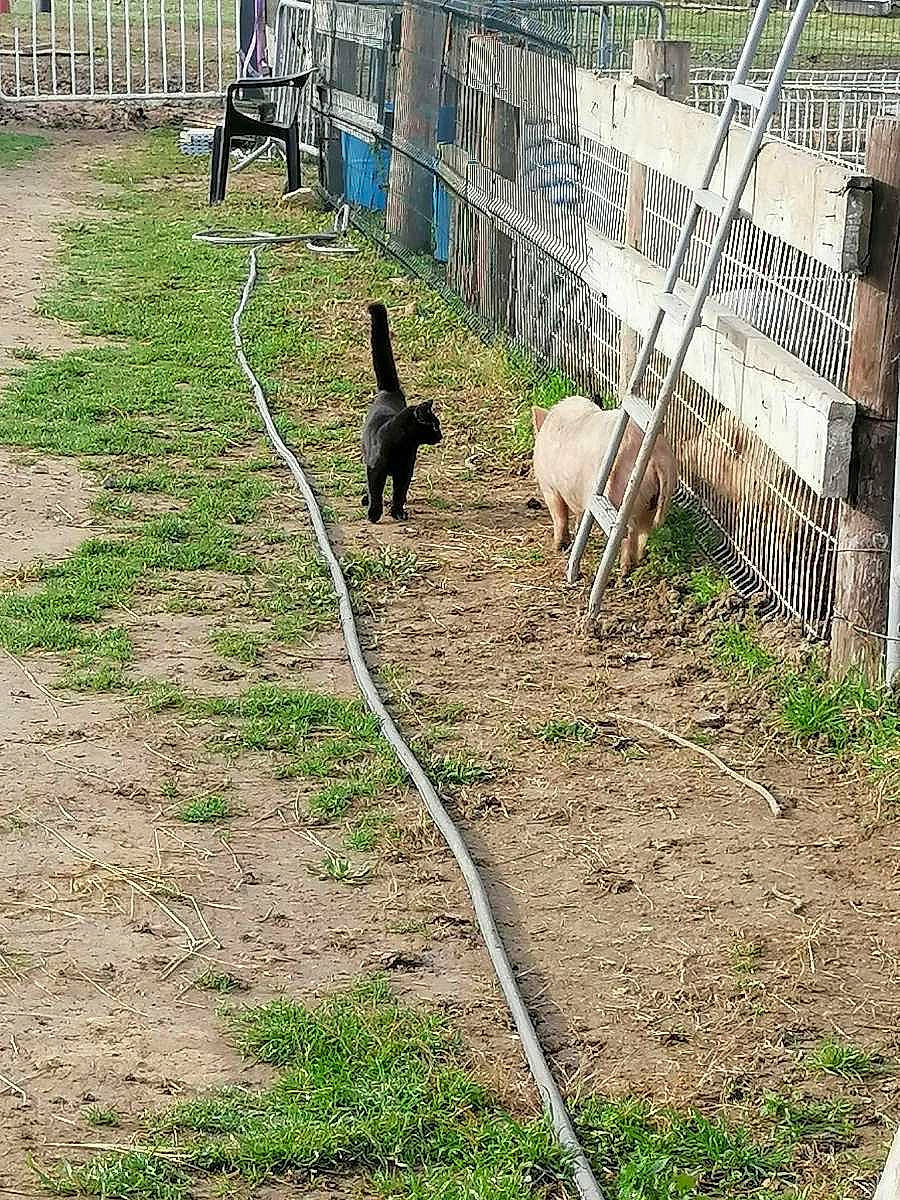 Baloo a rejoint le concours — aidez-le/la à gagner de superbes lots ! canidae, carnivore, dog_breed, felidae, fence, grass, groundcover, home_fencing, landscape, livestock, mesh, pasture, plant, shadow, soil, sporting_group, tail, terrestrial_animal, wire_fencing, working_animal
