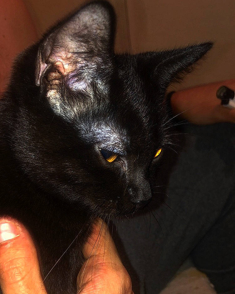 Baloo a rejoint le concours — aidez-le/la à gagner de superbes lots ! black_cat, bombay, carnivore, cat, claw, comfort, domestic_short_haired_cat, ear, eye, felidae, finger, fur, gesture, hand, head, nail, small_to_medium_sized_cats, snout, thumb, whiskers