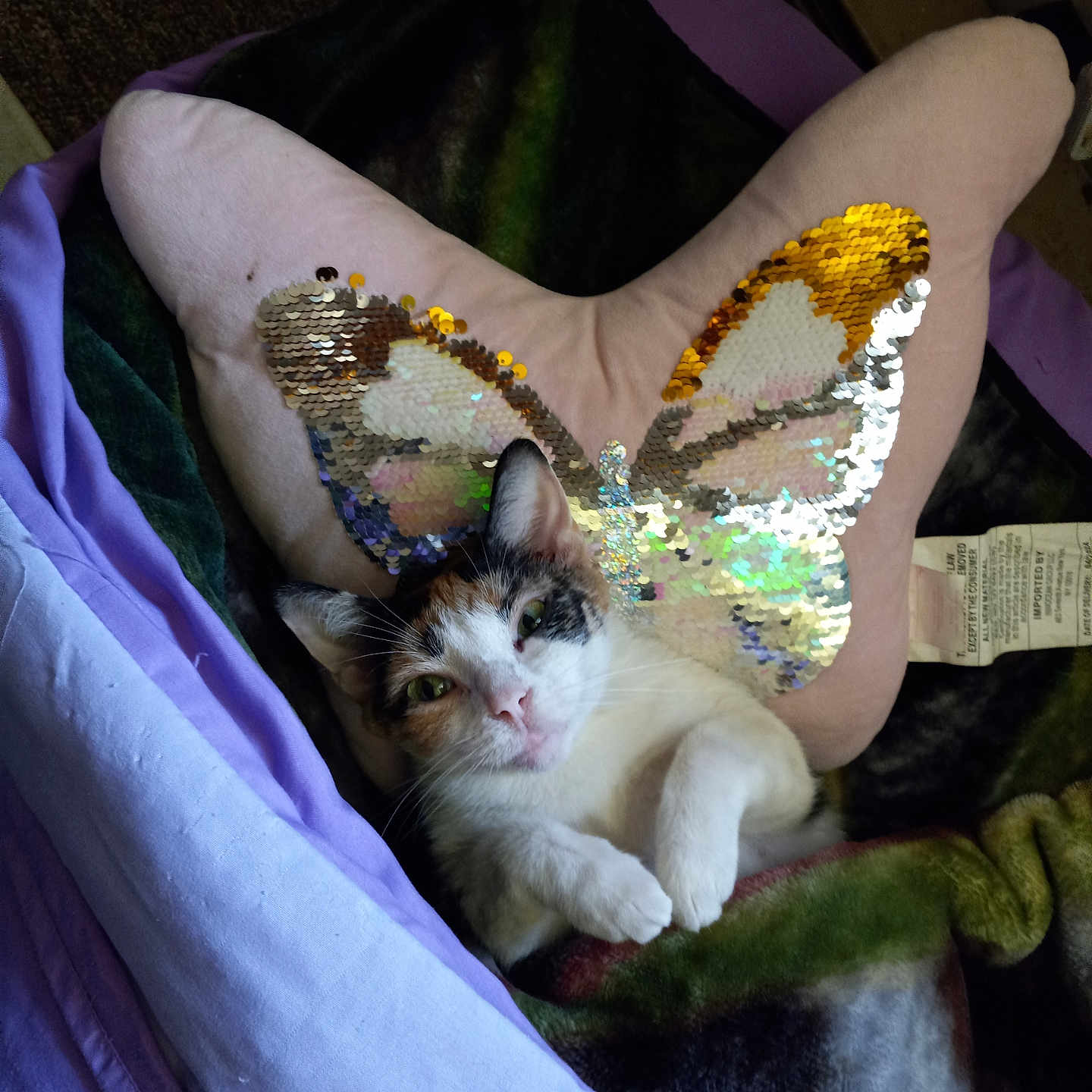 Steeler joined the competition — help win amazing prizes! animal, bed, blanket, butterfly_shape, calico_cat, cat, closeup, cozy, cute, ears, fur, green_eyes, indoor, pet, pillow, relaxed, resting, sequin_pillow, soft_lighting, whiskers