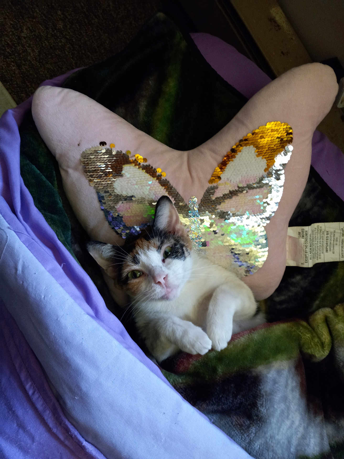 Steeler joined the competition — help win amazing prizes! cat, calico_cat, bed, blanket, pillow, sequin_pillow, butterfly_shape, indoor, pet, relaxed, cute, fur, animal, resting, cozy, soft_lighting, closeup, whiskers, ears, green_eyes