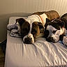 Major Payne is registered to the contest to win money with this photo: dog, bed, blanket, resting, indoor, two_dogs, brown_and_white, black_and_white, pets, sleepy, cozy, companion, floor, wood_floor, furniture, animal, domestic_animal, relaxing, cute, house