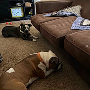 Major Payne is registered to the contest to win money with this photo: dog, carpet, couch, blanket, pillow, living_room, television, clock, furniture, pet, brown, orange_collar, relaxing, indoor, home, door, window, decor, toy, sign