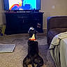 dog, living_room, television, carpet, furniture, blanket, orange_collar, indoor, pet, watching_tv, floor, couch, cabinet, sign, motivation, technology, screen, relaxation, home, entertainment