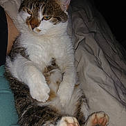 Gandja a rejoint le concours — aidez-le/la à gagner de superbes lots ! cat, pet, animal, feline, paws, relaxed, bed, blanket, indoor, cute, whiskers, fur, tabby, domestic_cat, resting, cozy, sleepy, pink_paws, close_up, portrait