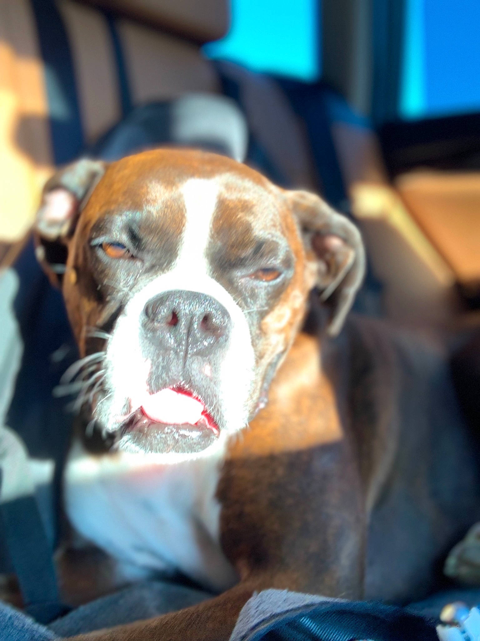 Raja joined the competition — help win amazing prizes! australian_bulldog, boxer, bulldog, canidae, carnivore, companion_dog, dog, dog_breed, fawn, mammal, nose, old_english_bulldog, olde_english_bulldogge, puppy, rare_breed_dog, snout, sporting_group, valley_bulldog, whiskers, working_dog