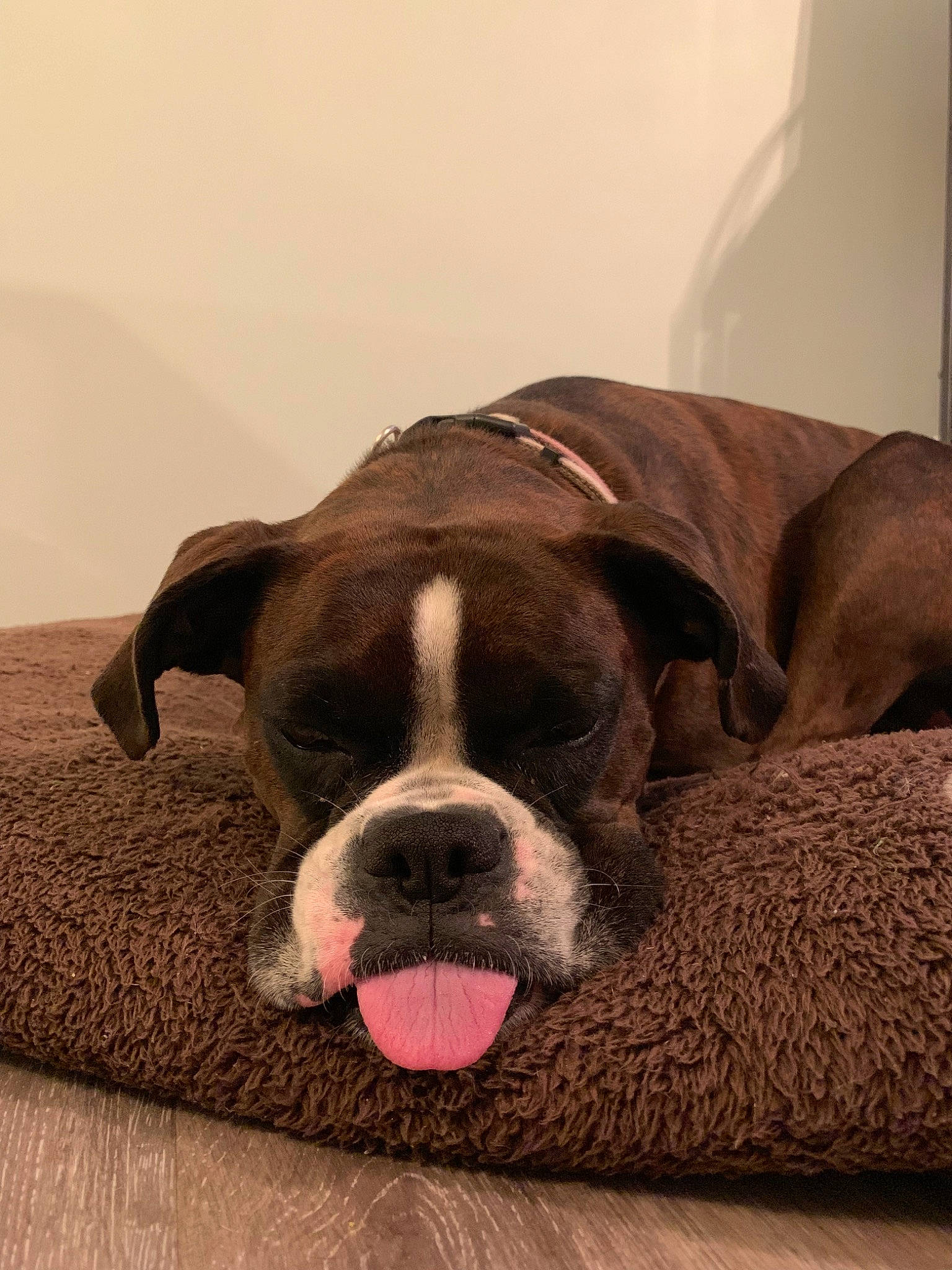 Raja is registered to the contest to win money with this photo: boxer, canidae, carnivore, companion_dog, dog, dog_breed, fawn, mammal, nap, non_sporting_group, old_english_bulldog, olde_english_bulldogge, puppy, snout, sporting_group, valley_bulldog, vertebrate, whiskers