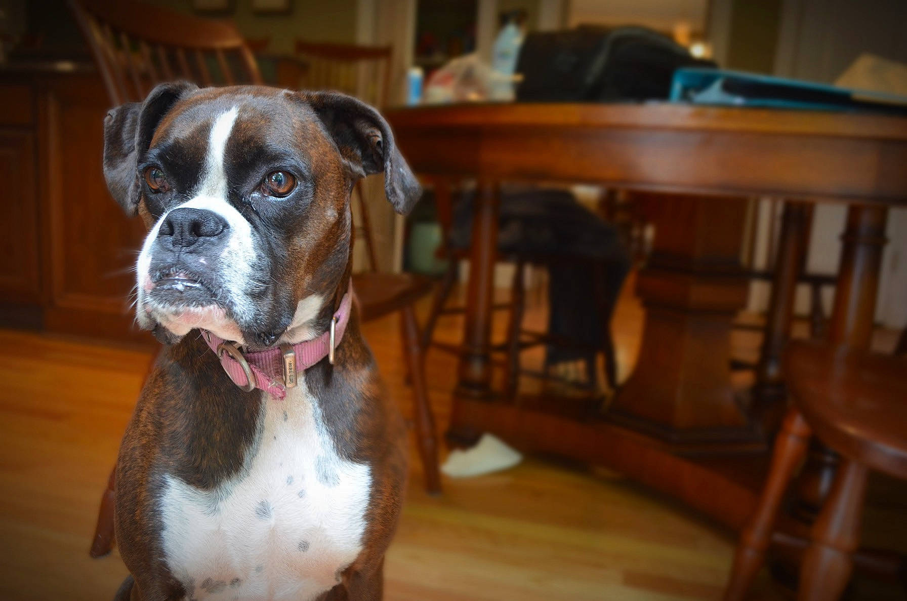 Raja is registered to the contest to win money with this photo: american_bulldog, boxer, canidae, carnivore, companion_dog, dog, dog_breed, fawn, mammal, molosser, non_sporting_group, olde_english_bulldogge, puppy, rare_breed_dog, snout, sporting_group, valley_bulldog, working_dog