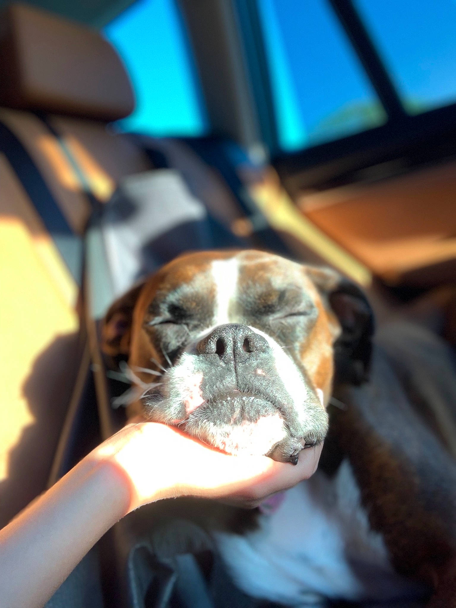 Raja is registered to the contest to win money with this photo: australian_bulldog, boston_terrier, boxer, british_bulldogs, bulldog, canidae, carnivore, companion_dog, dog, dog_breed, eye, fawn, non_sporting_group, old_english_bulldog, olde_english_bulldogge, puppy, snout, sporting_group, toy_dog, valley_bulldog