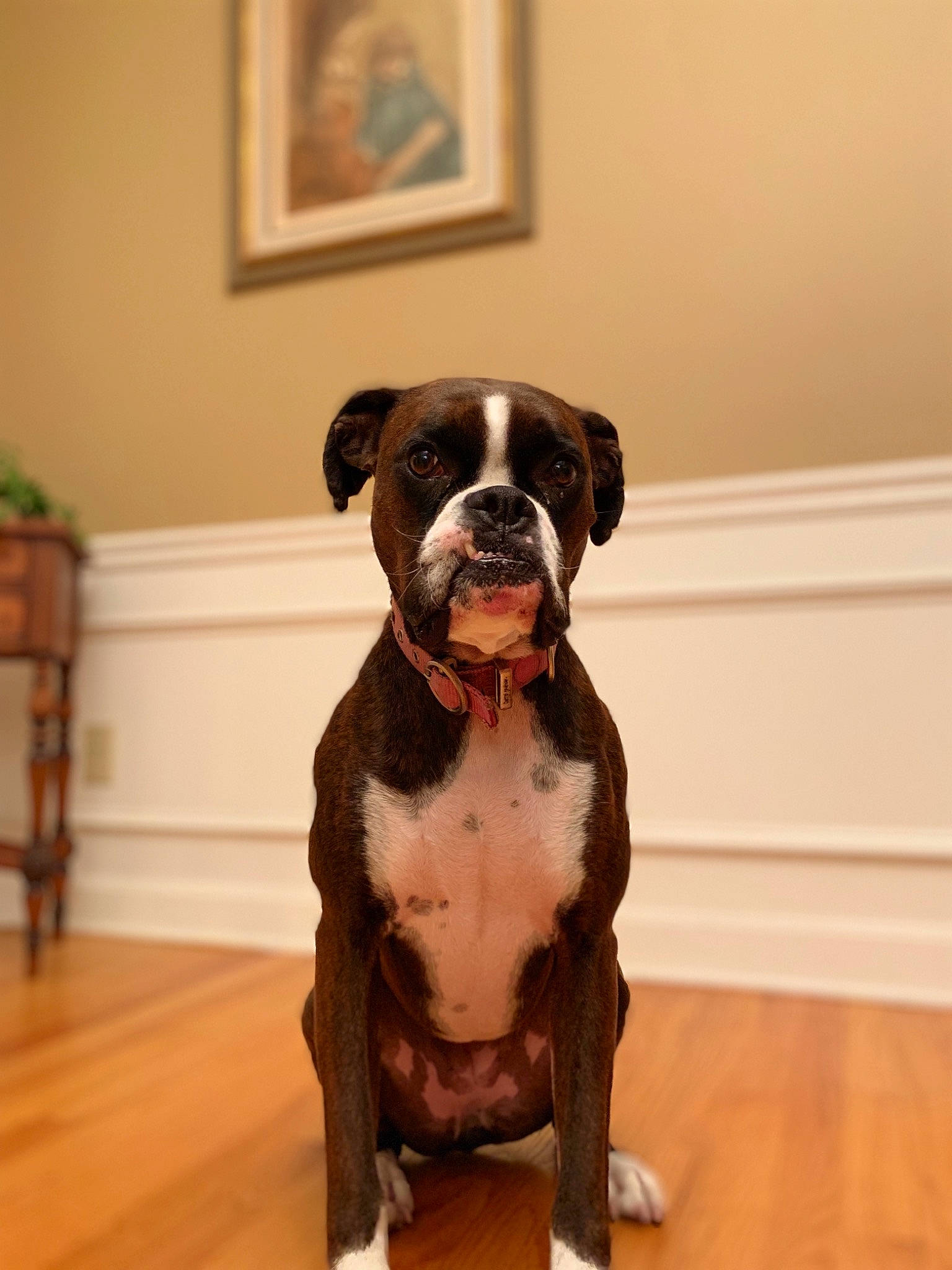 Raja joined the competition — help win amazing prizes! american_bulldog, boxer, bulldog, canidae, carnivore, companion_dog, dog, dog_breed, fawn, mammal, non_sporting_group, old_english_bulldog, olde_english_bulldogge, puppy, rare_breed_dog, renascence_bulldogge, snout, sporting_group, valley_bulldog, vertebrate
