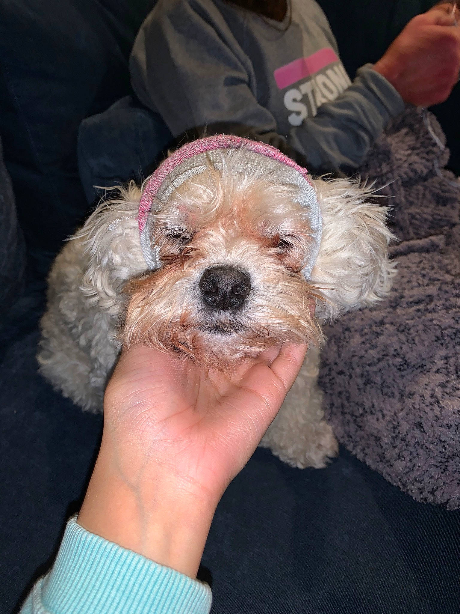 Ruby joined the competition — help win amazing prizes! canidae, carnivore, cavachon, cavapoo, cockapoo, companion_dog, dog, dog_breed, maltepoo, mammal, miniature_poodle, poodle_crossbreed, puppy, puppy_love, schnoodle, skin, snout, sporting_group, sporting_lucas_terrier, toy_poodle