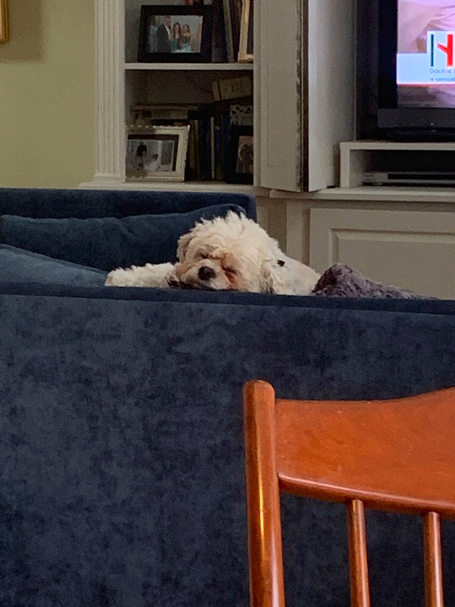 Ruby is registered to the contest to win money with this photo: bichon, canidae, carnivore, companion_dog, dog, dog_breed, floor, furniture, home, maltese, non_sporting_group, room, tibetan_terrier, toy_dog