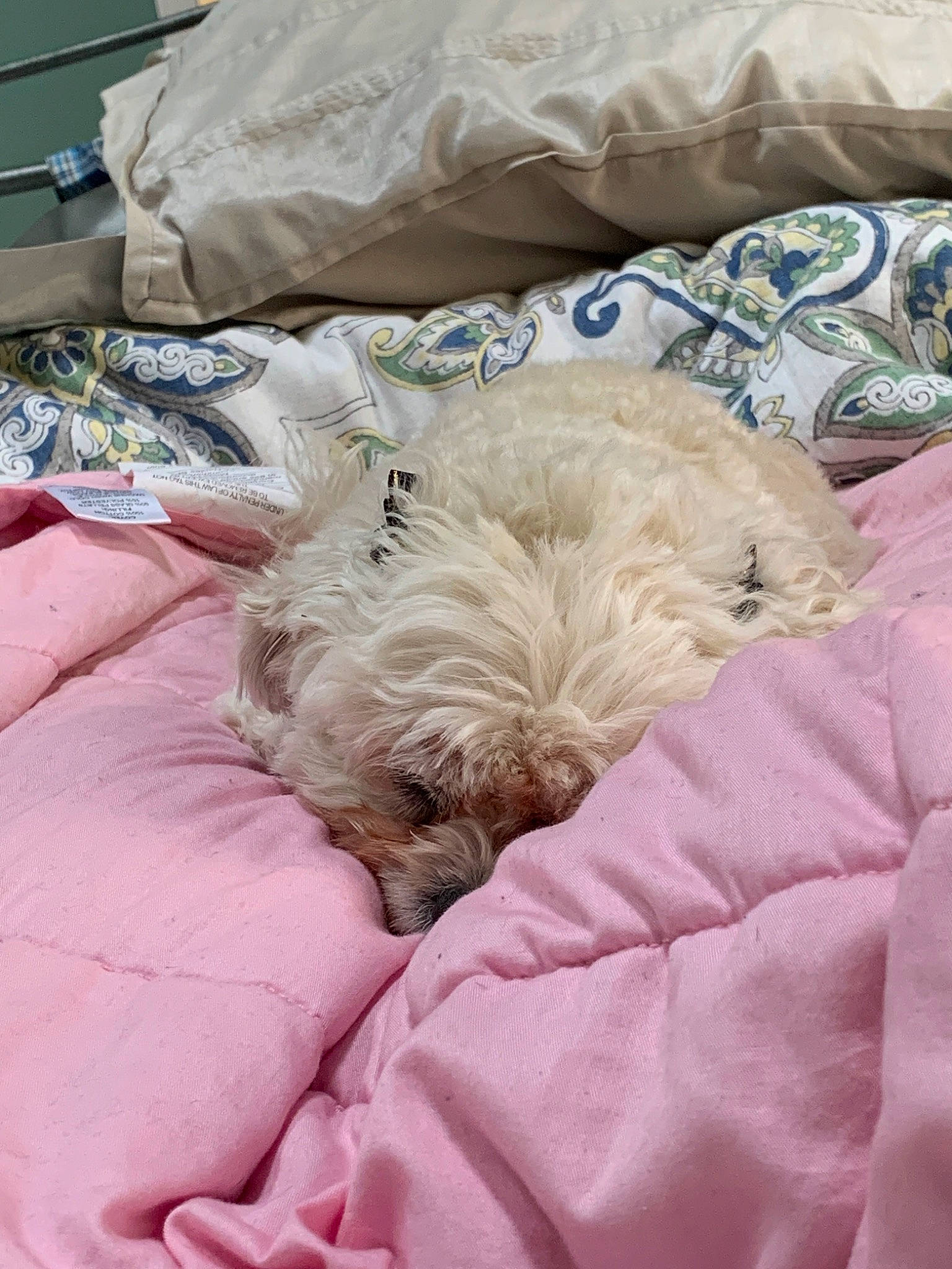 Ruby joined the competition — help win amazing prizes! bed, canidae, carnivore, cockapoo, companion_dog, dog, dog_breed, furniture, glen_of_imaal_terrier, maltese, morkie, nap, non_sporting_group, puppy, schnoodle, sleep, terrier, toy_dog, west_highland_white_terrier