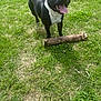 Waddle a rejoint le concours — aidez-le/la à gagner de superbes lots ! dog, black_dog, white_chest, grass, stick, tongue_out, happy, pet, outdoor, sunny, playful, canine, animal, nature, green_grass, daylight, park, mammal, friendly, active