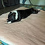 Waddle a rejoint le concours — aidez-le/la à gagner de superbes lots ! dog, bed, blanket, floor, curtain, indoor, black_and_white, resting, pet, furniture, room, sleeping, cozy, mammal, domestic_animal, canine, household, relaxed, lying_down, soft_surface