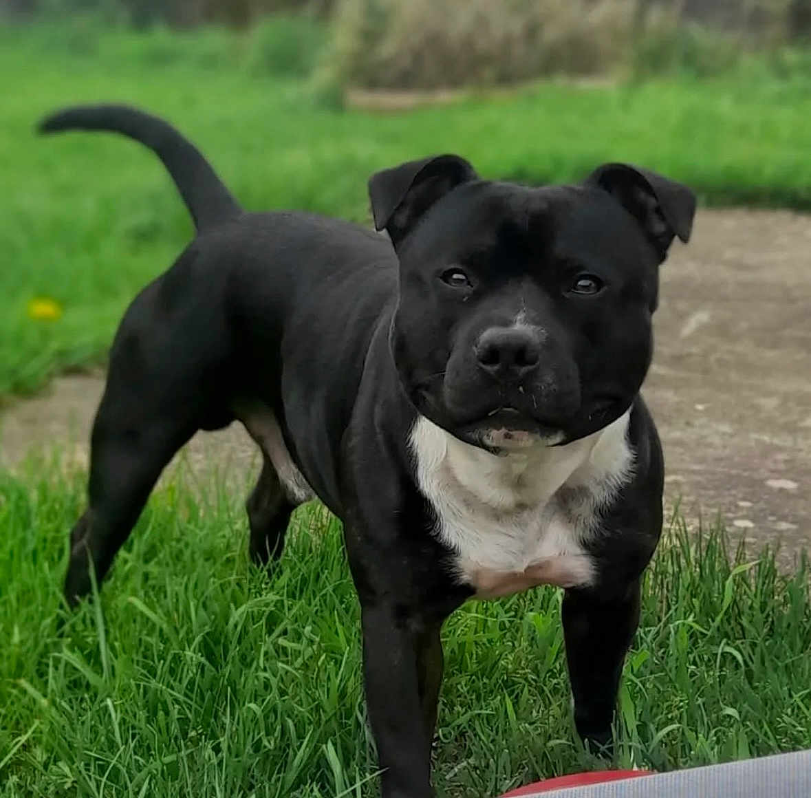 Waddle participe au concours pour gagner de l'argent avec cette photo : dog, black_dog, white_chest, grass, outdoor, animal, pet, canine, standing, alert, ears_up, short_hair, nature, greenery, path, daylight, mammal, looking, front_view, companion