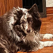 Sophie joined the competition — help win amazing prizes! dog, brown_fur, white_fur, fluffy, indoor, wood_floor, wood_paneling, vent, pet, canine, laying_down, fur, ears, paw, looking_at_camera, animal, companion, domestic, calm, relaxed
