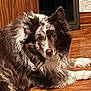 dog, brown_fur, white_fur, fluffy, indoor, wood_floor, wood_paneling, vent, pet, canine, laying_down, fur, ears, paw, looking_at_camera, animal, companion, domestic, calm, relaxed