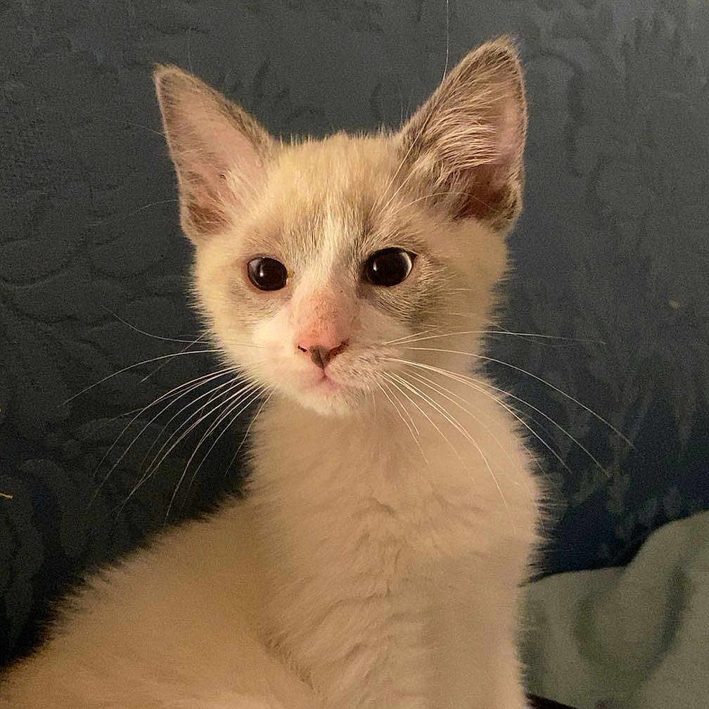 Eugene Henry participe au concours pour gagner de l'argent avec cette photo : animal, cat, closeup, curious, cute, domestic, ears, face, feline, fur, indoor, kitten, looking, mammal, pet, sitting, small, soft, whiskers, young