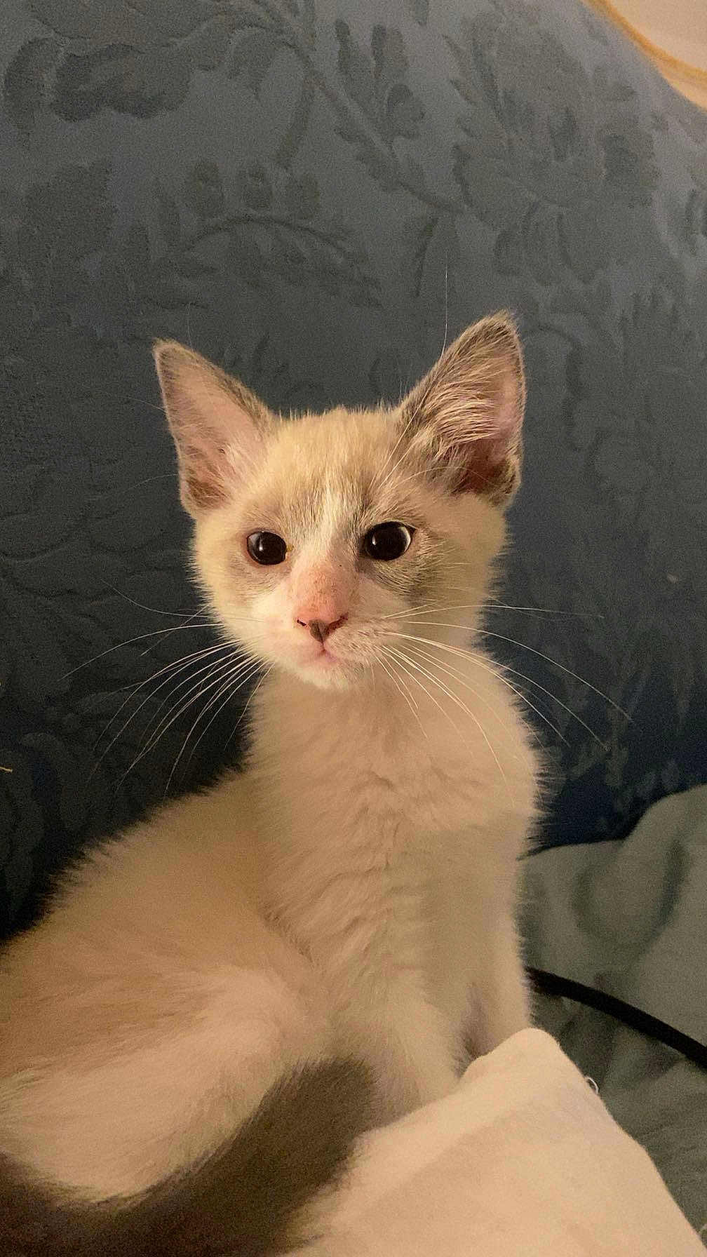 Eugene Henry participe au concours pour gagner de l'argent avec cette photo : kitten, cat, animal, pet, fur, ears, whiskers, face, cute, indoor, closeup, young, small, domestic, mammal, feline, sitting, looking, curious, soft