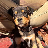 Chief joined the competition — help win amazing prizes! animal, beige, black, boots, brown, casual, collar, cute, daylight, deck, dog, legs, outdoor, person, pet, puppy, relaxed, sitting, sunlight, young