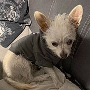 Yuki participe au concours pour gagner de l'argent avec cette photo : blanket, canine, clothing, cushion, cute, dog, fur, hoodie, indoor, long_ears, looking_up, pet, pillow, portrait, puppy, relaxed, sitting, small_dog, sofa, white_fur