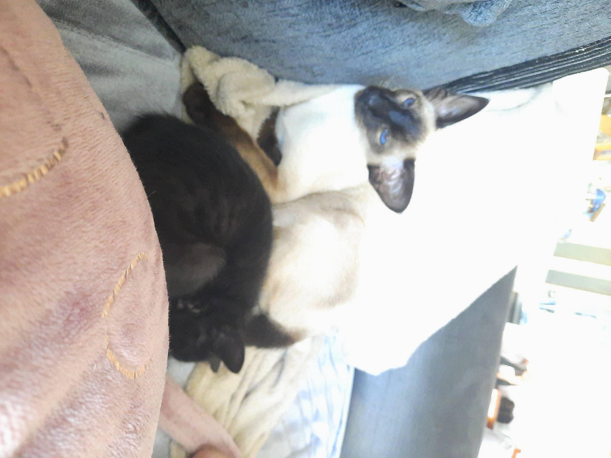 Jazz joined the competition — help win amazing prizes! canidae, carnivore, comfort, companion_dog, dog_breed, fawn, felidae, fur, mammal, nap, paw, small_to_medium_sized_cats, snout, sporting_group, tail, terrestrial_animal, toy_dog, vertebrate, whiskers, working_animal