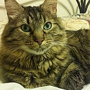 Bundles joined the competition — help win amazing prizes! abyssinian, angora, animal, bed, blanket, brasssection, cat, couch, cushion, egyptiancat, face, furniture, head, homedecor, kitten, manx, musicalinstrument, person, pet, photography