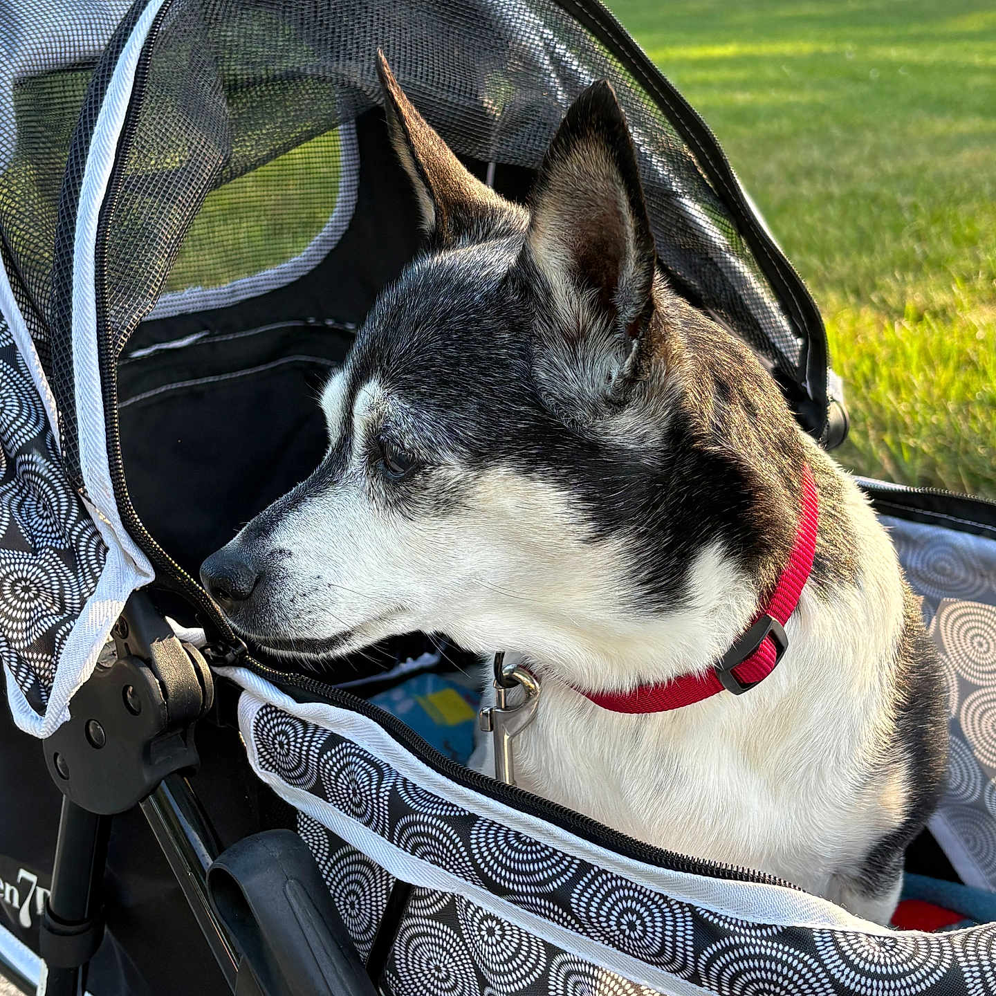 Bella