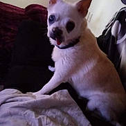 Snowball is registered to the contest to win money with this photo: dog, small_dog, white_dog, pet, indoor, bed, blanket, pillow, tongue_out, cute, animal, cozy, resting, fur, ears, collar, home, relaxed, canine, companion