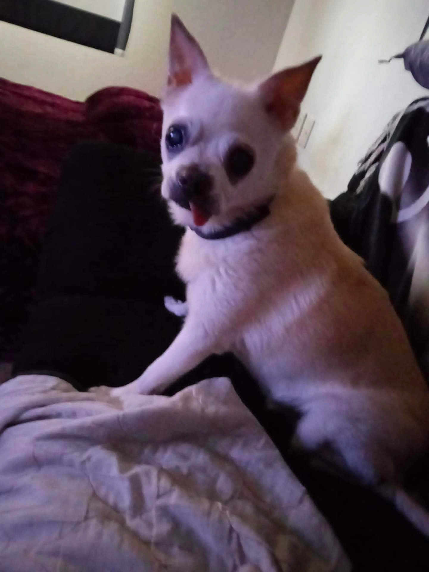 Snowball is registered to the contest to win money with this photo: dog, small_dog, white_dog, pet, indoor, bed, blanket, pillow, tongue_out, cute, animal, cozy, resting, fur, ears, collar, home, relaxed, canine, companion