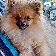 Biscotte participe au concours pour gagner de l'argent avec cette photo : dog, pomeranian, puppy, fluffy, small_dog, tan_fur, tongue_out, smiling, happy, portrait, close_up, pet, animal, outdoor, plants, greenery, patterned_fabric, sitting, long_fur, cute