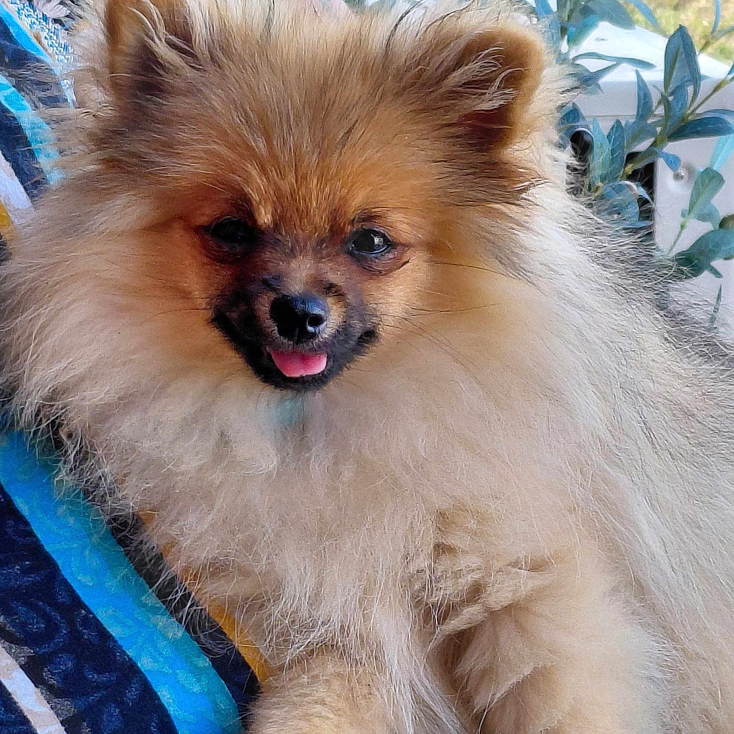 Biscotte participe au concours pour gagner de l'argent avec cette photo : dog, pomeranian, puppy, fluffy, small_dog, tan_fur, tongue_out, smiling, happy, portrait, close_up, pet, animal, outdoor, plants, greenery, patterned_fabric, sitting, long_fur, cute